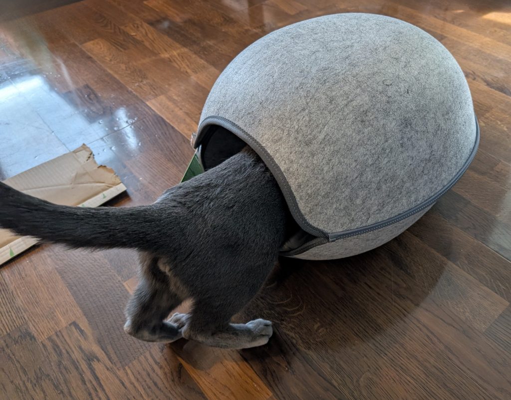 Katt som prøver gå inn i hule.