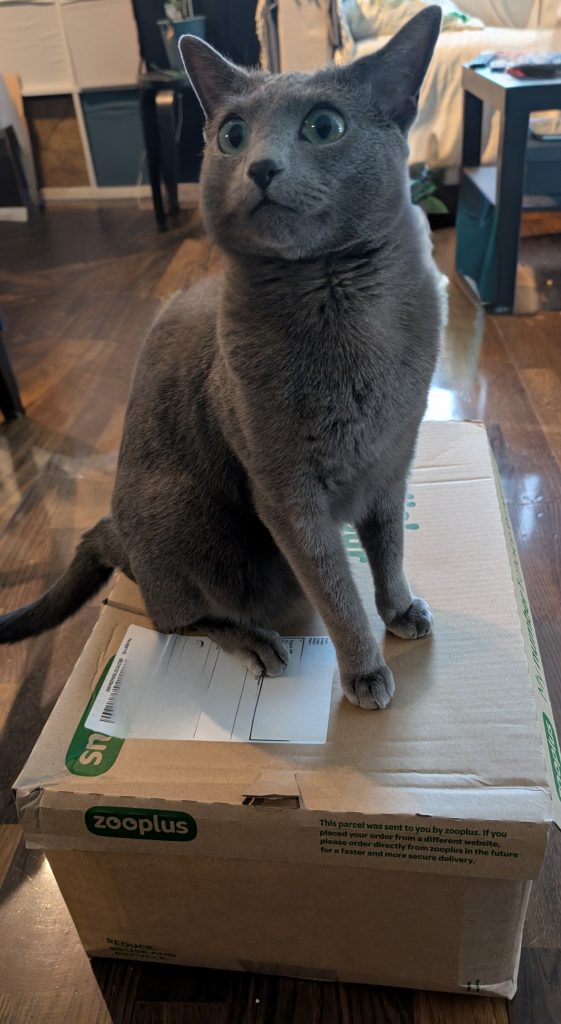 Katt sitter på esken